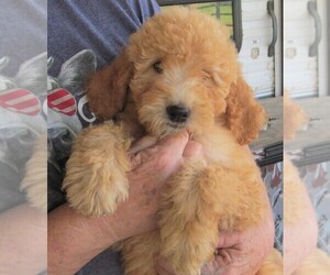 Goldendoodle Puppy for sale in RATTAN, OK, USA