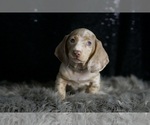 Small #2 Dachshund