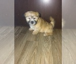 Small Photo #5 Shih Tzu Puppy For Sale in LAPEER, MI, USA