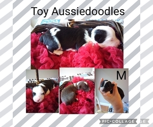 Aussiedoodle Miniature -Poodle (Toy) Mix Puppy for sale in CLAREMORE, OK, USA
