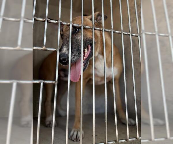 Medium Photo #1 Bull Terrier-Unknown Mix Puppy For Sale in Oklahoma City, OK, USA