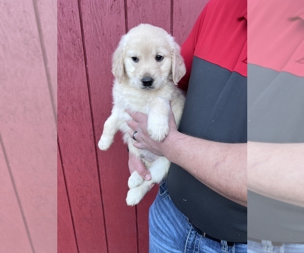 Medium Photo #1 Golden Retriever Puppy For Sale in SCIO, OR, USA