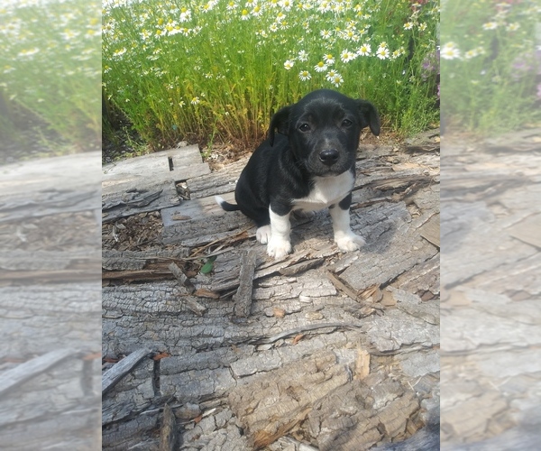 Medium Photo #1 Border Collie-Unknown Mix Puppy For Sale in SHIPSHEWANA, IN, USA