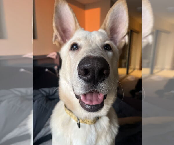 Medium Photo #3 Mutt Puppy For Sale in Brooklyn Center, MN, USA