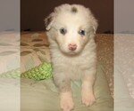 Small Photo #1 Australian Shepherd Puppy For Sale in HERNANDO, MS, USA