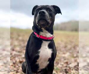 Yasmeen - Female Labrador Retriever-Unknown Mix Dog for Adoption - Photo #5