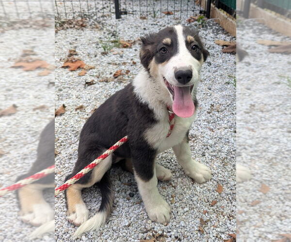 Medium Photo #3 Australian Shepherd Puppy For Sale in Brewster, NY, USA