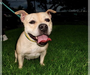 Moo Deng - Female Bulldog-Staffordshire Bull Terrier Mix Dog for Adoption - Photo #13