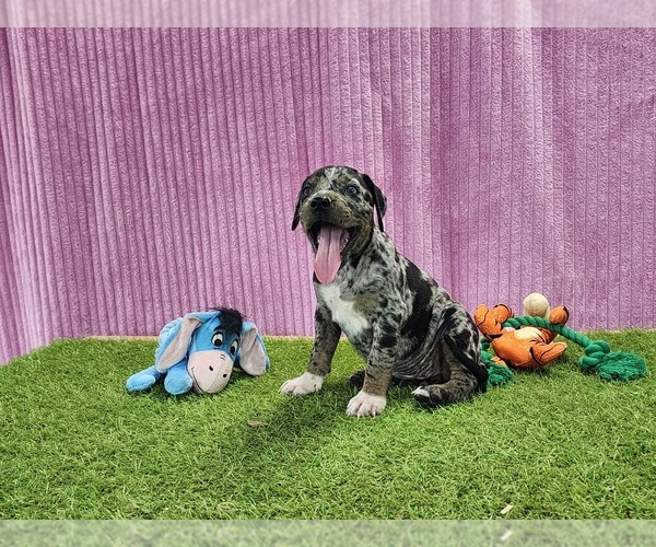 Medium Photo #8 Catahoula Leopard Dog Puppy For Sale in CUMBY, TX, USA