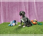 Small #7 Catahoula Leopard Dog