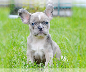 French Bulldog Puppy for sale in BOSTON, MA, USA