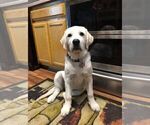 Small #7 English Cream Golden Retriever-Labrador Retriever Mix