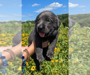 Labrador Retriever Puppy for Sale in PALMYRA, Virginia USA