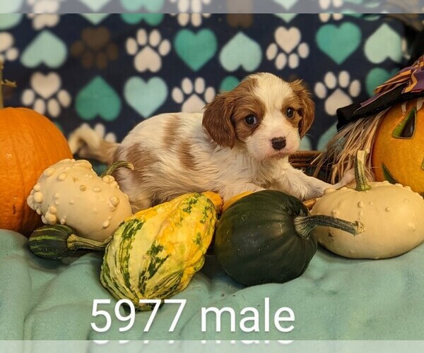 Full screen Photo #4 Cavalier King Charles Spaniel Puppy For Sale in CLARE, IL, USA