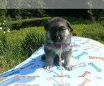 Small #7 German Shepherd Dog