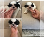 Small Shih Tzu