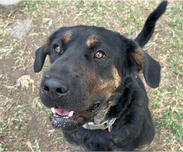 Medium Photo #2 Rottweiler-Unknown Mix Puppy For Sale in Tulsa, OK, USA