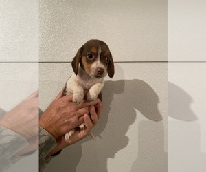 Beagle Puppy for sale in FAYETTEVILLE, WV, USA