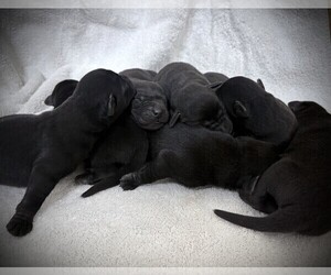 Labrador Retriever Puppy for sale in SIGNAL MOUNTAIN, TN, USA