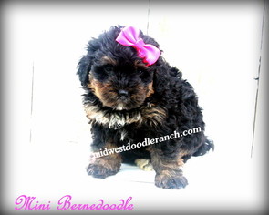 Bernedoodle Puppy for sale in BARNARD, MO, USA