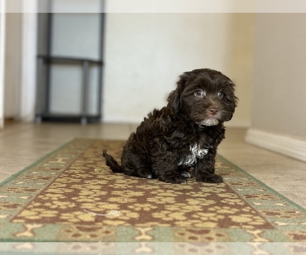 Medium Photo #4 Poovanese Puppy For Sale in TUCSON, AZ, USA