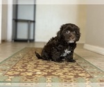 Small #3 Poovanese