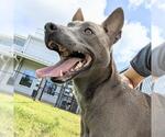 Small #2 American Pit Bull Terrier Mix