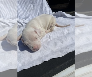 Dogo Argentino Puppy for sale in MOBILE, AL, USA