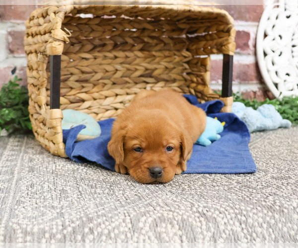 Medium Photo #2 Labrador Retriever Puppy For Sale in SYRACUSE, IN, USA