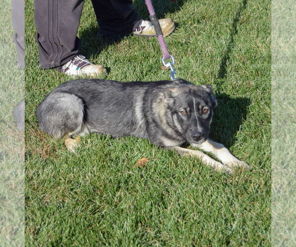 Medium Photo #4 Norwegian Elkhound Puppy For Sale in Huntley, IL, USA