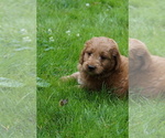 Small #8 Goldendoodle (Miniature)