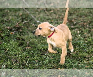 Tommey - Male Mutt Dog for Adoption - Photo #2