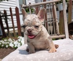 Small Photo #34 French Bulldog Puppy For Sale in GOSHEN, IN, USA