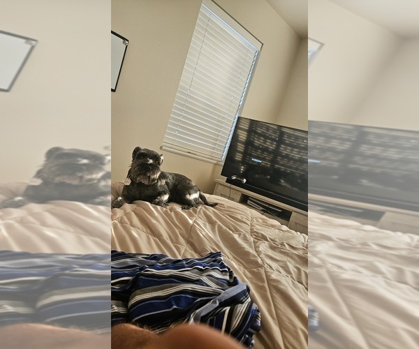 Medium Photo #1 Schnauzer (Miniature) Puppy For Sale in SPARTA, WI, USA