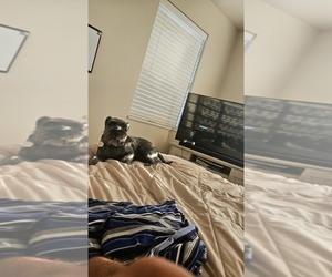 Father of the Schnauzer (Miniature) puppies born on 08/11/2025