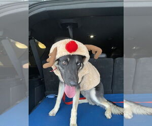 CD : Buddy Boy - Male Gerberian Shepsky Dog for Adoption - Photo #4