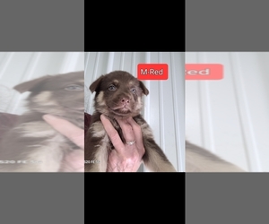 German Shepherd Dog Puppy for sale in SCOTTSVILLE, KY, USA