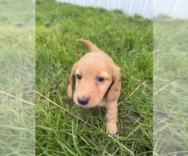 Medium Photo #1 Dachshund Puppy For Sale in MONTPELIER, OH, USA