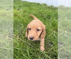 Dachshund Puppy for sale in MONTPELIER, OH, USA