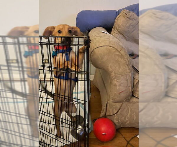 Medium Photo #7 Chiweenie Puppy For Sale in Plainfield, IL, USA