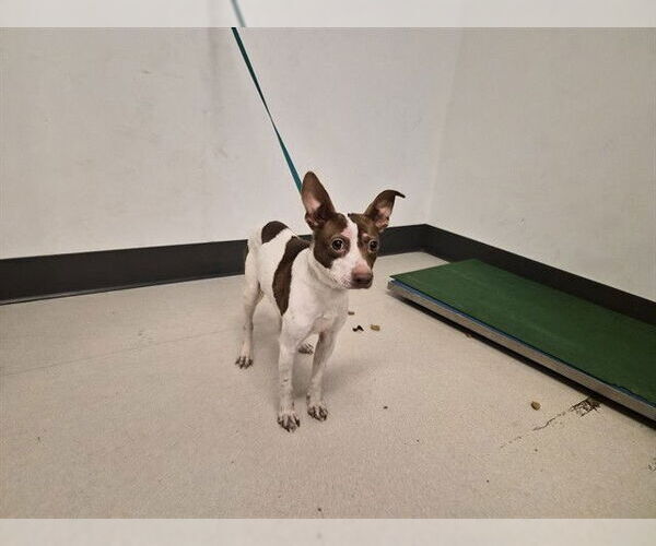 Medium Photo #1 Chihuahua-Unknown Mix Puppy For Sale in Corona, CA, USA