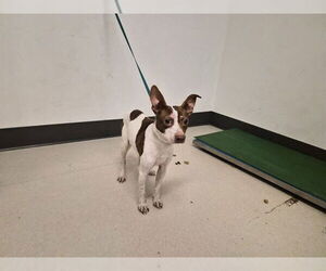 Chihuahua-Unknown Mix Dogs for adoption in Corona, CA, USA