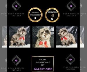 Medium Poodle (Toy)-Schnoodle (Miniature) Mix