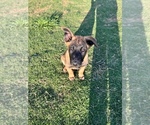 Small Photo #6 Belgian Malinois Puppy For Sale in BRYAN, TX, USA