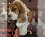 Small Photo #3 Basset Hound Puppy For Sale in BYHALIA, MS, USA