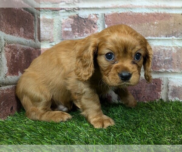 Medium Photo #3 Cavalier King Charles Spaniel Puppy For Sale in MOBERLY, MO, USA