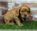 Small #2 Cavalier King Charles Spaniel