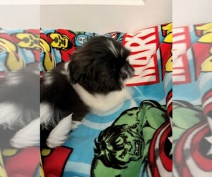 Shih Tzu Puppy for sale in HENRICO, VA, USA