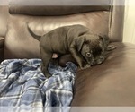 Small Photo #43 American Bully Puppy For Sale in REESEVILLE, WI, USA