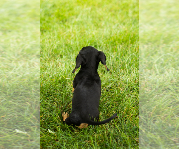 Medium Photo #7 Dachshund Puppy For Sale in MILFORD, IN, USA